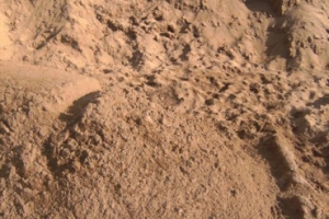 Cát San Lấp (cát xây dựng)